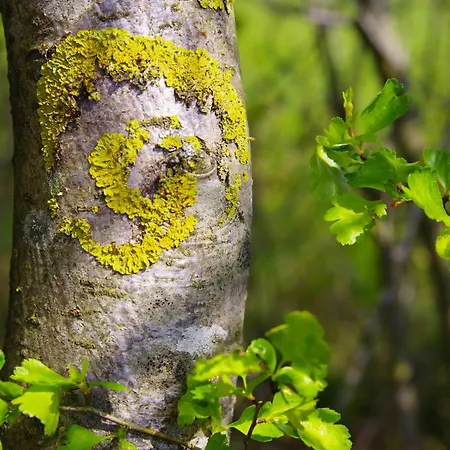 Holzhaus Onkel Fritz Mit Sauna Und Whirlwanne *
