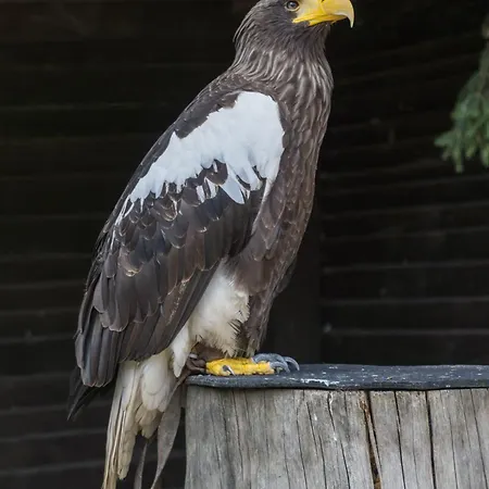 Holzhaus Onkel Fritz Mit Sauna Und Whirlwanne Casa de Férias *
