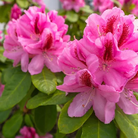 Holzhaus Onkel Fritz Mit Sauna Und Whirlwanne Esch (Rhineland-Palatinate)