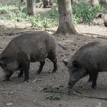 Casa de Férias Holzhaus Onkel Fritz Mit Sauna Und Whirlwanne