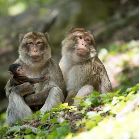 Holzhaus Onkel Fritz Mit Sauna Und Whirlwanne Casa de Férias *