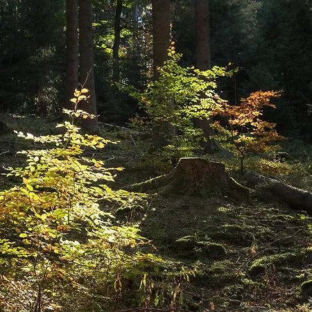 Casa de Férias Holzhaus Onkel Fritz Mit Sauna Und Whirlwanne
