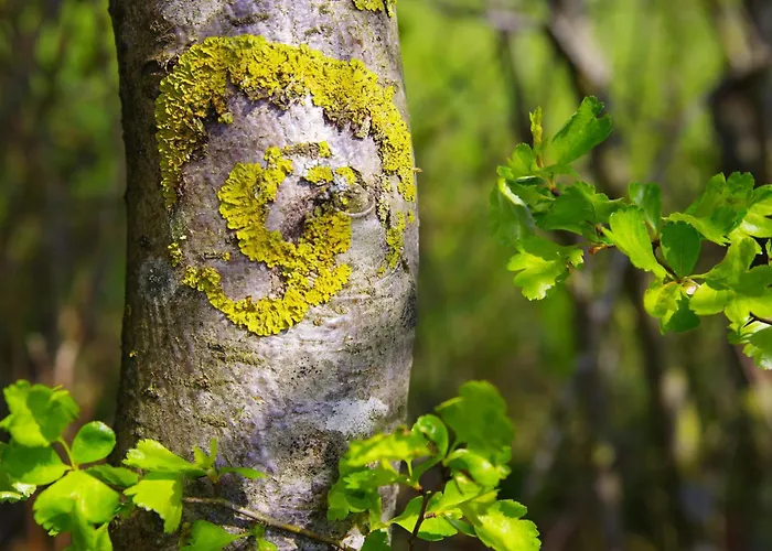 Holzhaus Onkel Fritz Mit Sauna Und Whirlwanne *