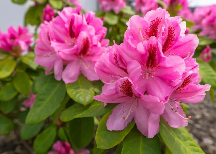 Holzhaus Onkel Fritz Mit Sauna Und Whirlwanne Esch (Rhineland-Palatinate)