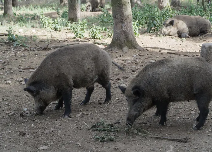 度假居 Holzhaus Onkel Fritz Mit Sauna Und Whirlwanne