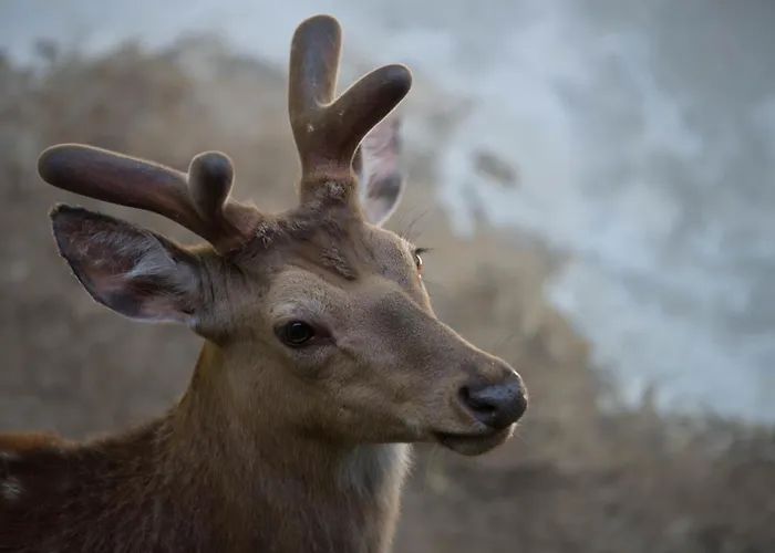 度假居 Holzhaus Onkel Fritz Mit Sauna Und Whirlwanne Esch (Rhineland-Palatinate)