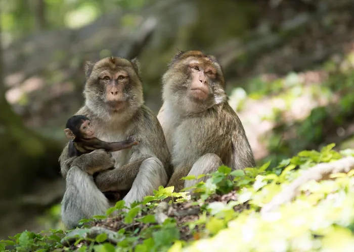 Holzhaus Onkel Fritz Mit Sauna Und Whirlwanne 度假居 *