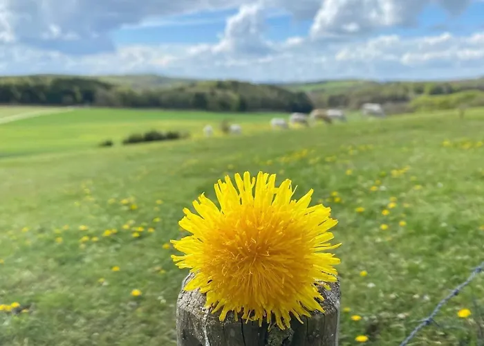 Holzhaus Onkel Fritz Mit Sauna Und Whirlwanne Esch (Rhineland-Palatinate)