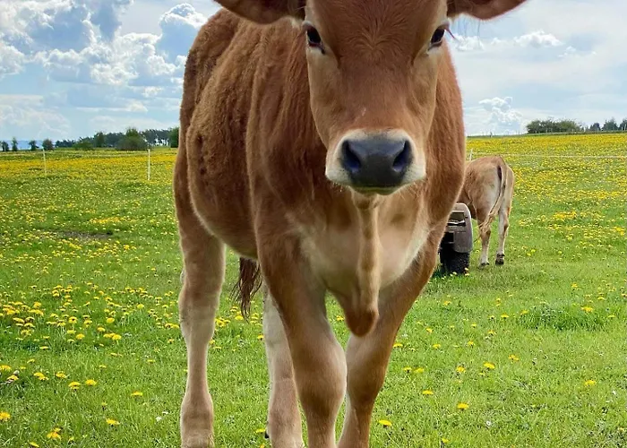 Holzhaus Onkel Fritz Mit Sauna Und Whirlwanne * Esch (Rhineland-Palatinate)